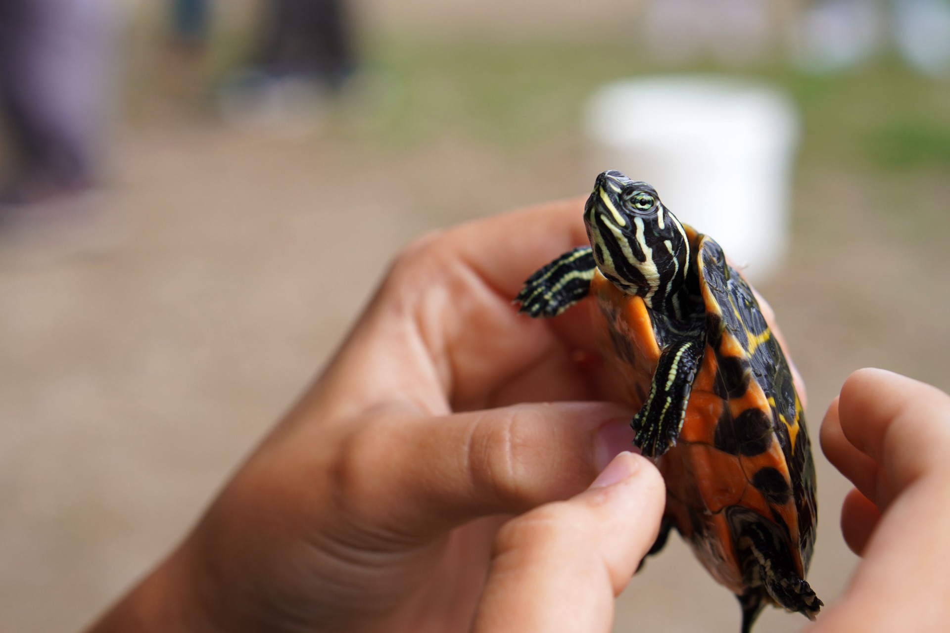 Manos de un niño sosteniendo cuidadosamente una tortuga en un centro de recuperación de animales. Concepto de educación ambiental